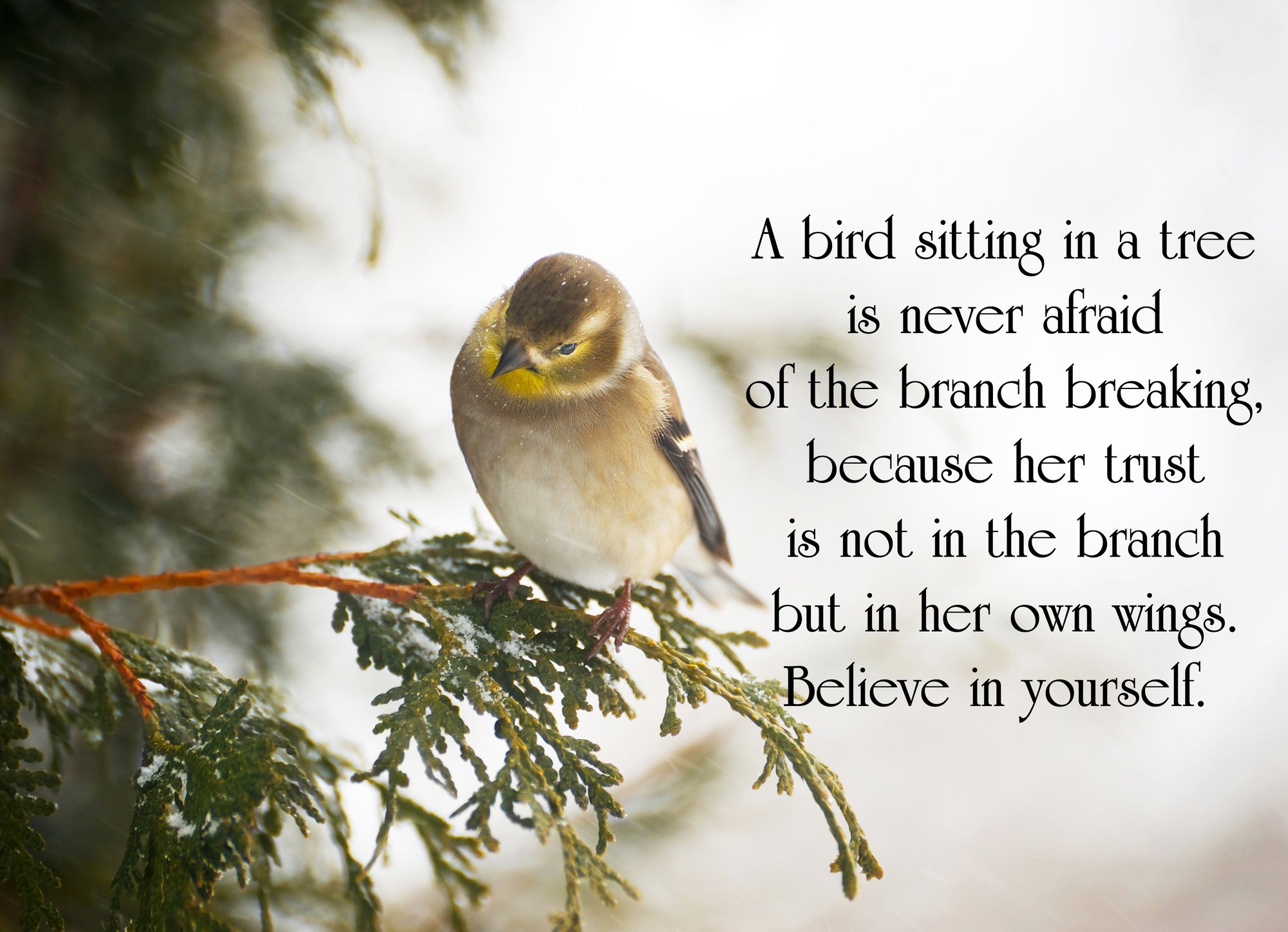 A bird sitting in a tree - Believe in Yourself