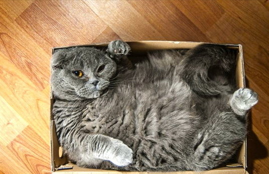 big cat little box